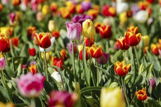 Tulips blooming in a tulip field, Grevenbroich, North Rhine-Westphalia, Germany, Europe