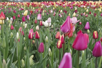 Tulips (Tulipa), Tulip bed, colourful, Cut flowers, Planting, A colourful tulip bed in spring