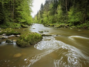 European beech trees shedding leaves, in the foreground moss-covered stones on the river Sihl,