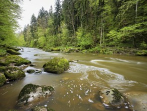 European beech trees shedding leaves, in the foreground moss-covered stones on the river Sihl,