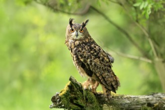 Eurasian Eagle-owl (Bubo bubo), adult, perch, vigilant, in summer, Wisdom, Šumava, Czech Republic,