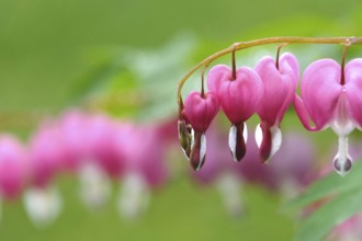 Tearful hearts after rain in April, Germany, Europe
