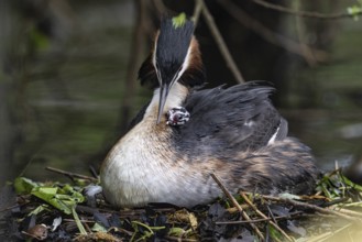 Great Crested Grebe (Podiceps Scalloped ribbonfish) with juveniles), Emsland, Lower Saxony,
