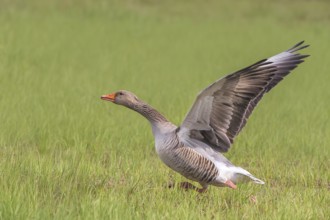 Greylag goose (Anser anser) taking off from a meadow, spring, wildlife, nature photography, bird,
