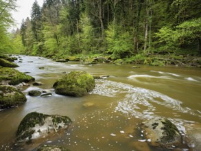 European beech trees shedding leaves, in the foreground moss-covered stones on the river Sihl,