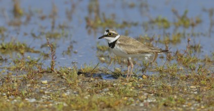 Little Ringed Plover (Charadrius dubius) adult bird standing on the lakeshore, Lake Neusiedl