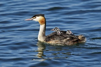 Great Crested Grebe (Podiceps Scalloped ribbonfish), with three chicks in plumage swimming in the