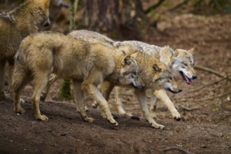 Wolf (Canis lupus), three wolves moving close together on a mound in the forest, Germany, Europe