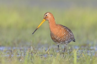 Black-tailed godwit (Limosa limosa) foraging in wet meadow, snipe birds, wildlife, nature