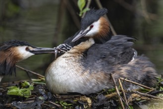 Great Crested Grebe (Podiceps Scalloped ribbonfish) with juveniles), Emsland, Lower Saxony,