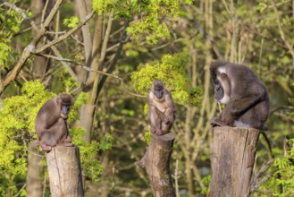 Three Drills (Mandrillus leucophaeus), a male and two females, sit high up on the three stumps of a