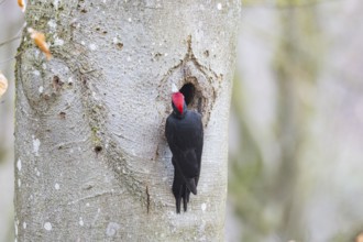 Black woodpecker (Dryocopus martius) ml Germany