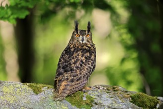 Eurasian Eagle-owl (Bubo bubo), adult, on the ground, alert, in summer, Wisdom, Šumava, Czech