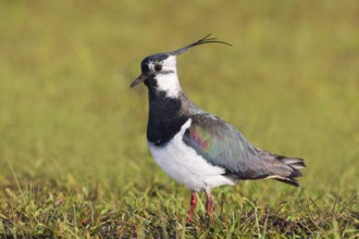 Lapwing (Vanellus vanellus) adult bird foraging in wet meadow, wildlife, animals, birds, plover