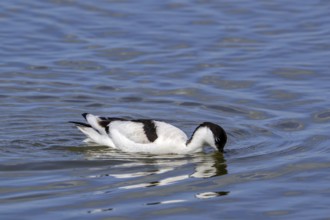 Pied avocet (Recurvirostra avosetta) feeding, foraging in shallow water of pond