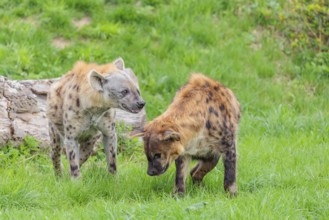 Two adult spotted hyenas (Crocuta crocuta), one male and one female, display courtship behaviour
