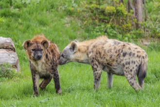 Two adult spotted hyenas (Crocuta crocuta), one male and one female, display courtship behavior