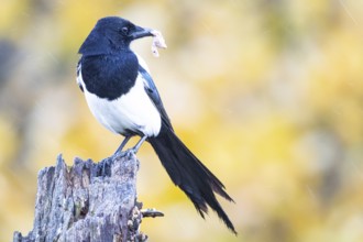 Magpie (Pica pica) Germany