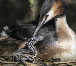 Great Crested Grebe (Podiceps Scalloped ribbonfish) with juvenile, Emsland, Lower Saxony, Germany,