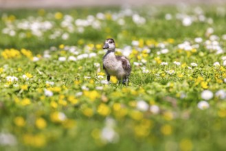 Chicks of the Nile Goose (Alopochen aegyptiaca) freshly hatched, park in spring with spring flowers