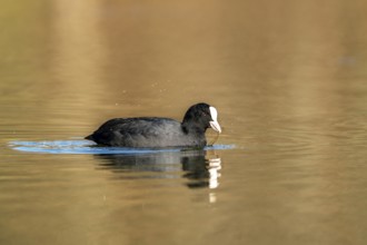 Eurasian Coot (Fulica atra), Vulkaneifel, Rhineland-Palatinate, Germany, Europe