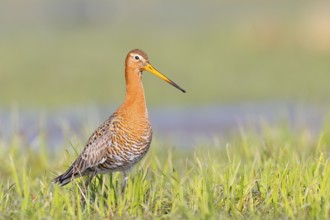 Black-tailed godwit (Limosa limosa) standing in wet meadow, snipe birds, wildlife, nature