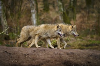 Wolf (Canis lupus), two wolves walking side by side in autumn forest, Germany, Europe