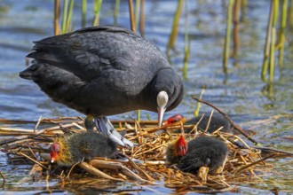 Eurasian coot, common coot (Fulica atra) parent with three chicks resting on nest in pond among