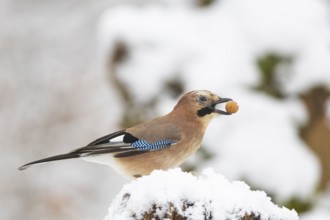 Eurasian jay /Garrulus glandarius) Germany