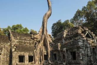 Ta Prohm, Angkor Wat, Angkor, UNESCO World Heritage Site, Siem Reap, Cambodia, Indochina, Southeast