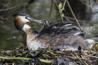 Great Crested Grebe (Podiceps Scalloped ribbonfish) with juveniles), Emsland, Lower Saxony,