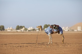 Dromedary (Camelus dromedarius) with saddle in the desert Wahiba Sands or Rimal Al Wahiba or