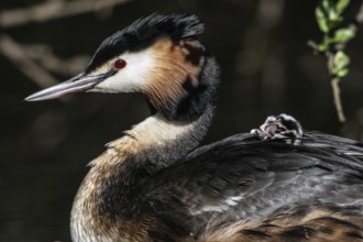 Great Crested Grebe (Podiceps Scalloped ribbonfish) with juvenile, Emsland, Lower Saxony, Germany,