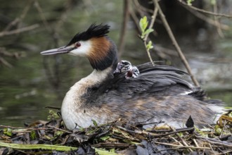Great Crested Grebe (Podiceps Scalloped ribbonfish) with juveniles, Emsland, Lower Saxony, Germany,