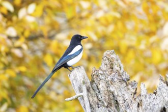 Magpie (Pica pica) Germany