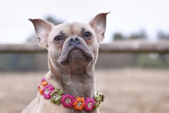 French Bulldog dog mix with paracord flower collar