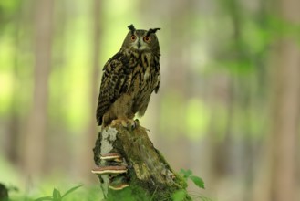 Eurasian Eagle-owl (Bubo bubo), adult, perch, vigilant, in summer, Wisdom, Šumava, Czech Republic,