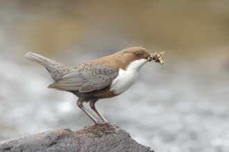 White-throated Dipper (Cinclus cinclus) on a stone on the bank of a river, with caddis fly larvae