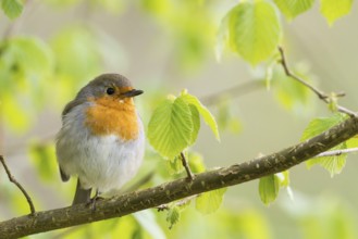 Robin (Erithacus rubecula) sitting on a branch with fresh spring leaves, Hesse, Germany, Europe