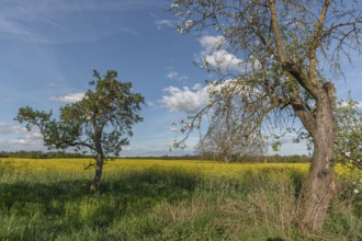 Three trees stand in a field of yellow flowers. The sky is blue with some clouds. The trees are in