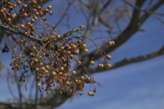 Indian cedrach tree (Melia azedarach), fruit, Ronda, Malaga, Spain, Europe