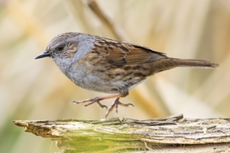 Dunnock (Prunella modularis) Germany