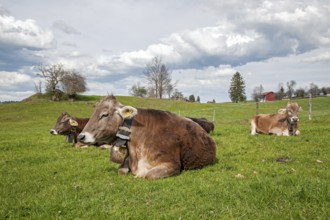 Cows on the pasture, Peterstahl, Oy-Mittelberg, Oberallgäu, Allgäu, Bavaria, Germany, Europe