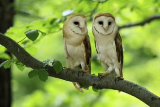 Barn owl (Tyto alba), adult, pair, vigilant, on tree, in summer, Šumava, Czech Republic, Europe