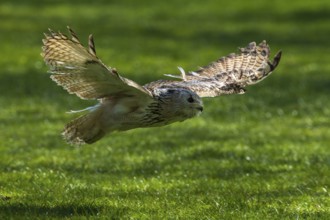 A bird of prey flies with outstretched wings just above a green meadow, Siberian Eagle Owl (Bubo
