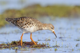 Ruff, (Philomachus pugnax), female searching for food on a moor, wildlife, animals, birds, snipe