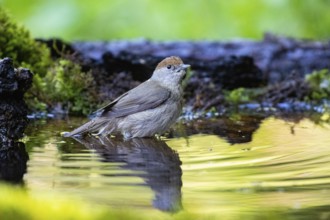 Blackcap (Sylvia atricapilla) wbl while bathing Germany