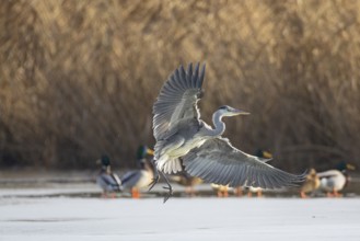 Grey heron (Ardea cinerea) Germany