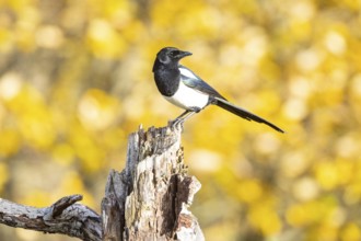 Magpie (Pica pica) Germany