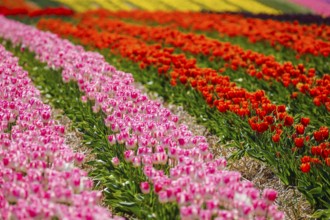 Tulips blooming in a tulip field, Grevenbroich, North Rhine-Westphalia, Germany, Europe